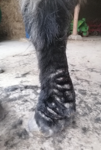 CPL oil The Natural Way Laura Cleirens 100% natural product medium solution CPL Chronic Progressive Lymphedema horses sober breed draft horse cold blood Friesian Tinker Cob Shire MLD therapist Manual Lymphatic Drainage sock horse socks mites legs wallpaper wounds folds skin