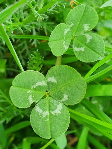 Trèfle blanc (Trifolium repens), sans danger et comestible pour les chevaux, herbes pour chevaux, The Natural Way