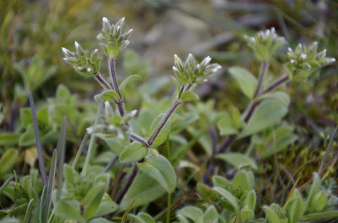 Tangle hornflower (Cerastium glomeratum), safe and edible for horses, horse herbs, The Natural Way