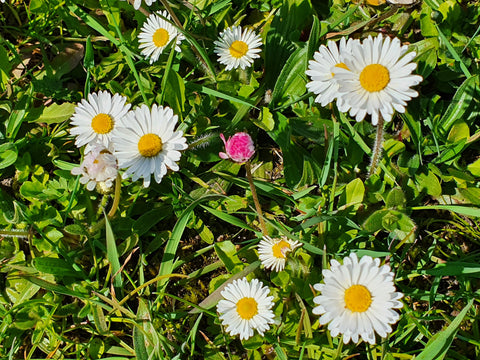 Daisy Bellis perennis, safe healthy medicinal medicinal herb plant for horses The Natural Way Laura Cleirens