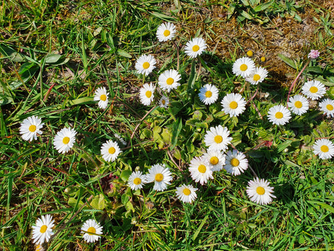 Daisy (Bellis perennis), safe and edible for horses, horse herbs, The Natural Way