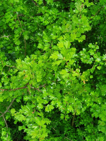 Meidoorn Crataegus - veilig en eetbaar voor paarden - The Natural Way paardenkruiden