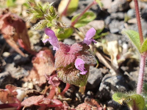 Purple deadnettle (Lamium purpureum), safe and edible for horses, horse herbs, The Natural Way