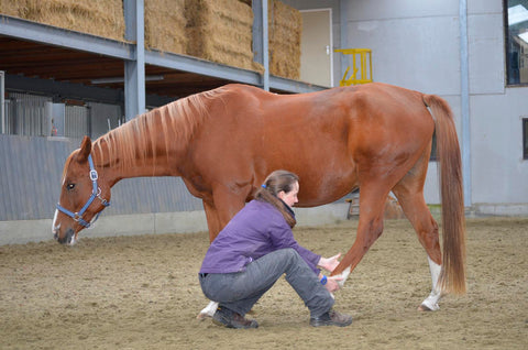 Complementary veterinary medicine for summer eczema itching horses, holistic veterinarian Rhea De Wael, Laura Cleirens - The Natural Way