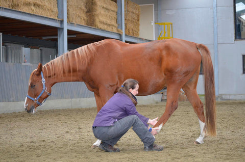 Complementaire diergeneeskunde bij zomereczeem jeuk paarden, holistisch dierenarts Rhea De Wael, Laura Cleirens - The Natural Way