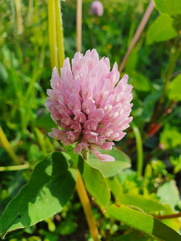 Red clover (Trifolium pratense), safe and edible for horses, horse herbs, The Natural Way