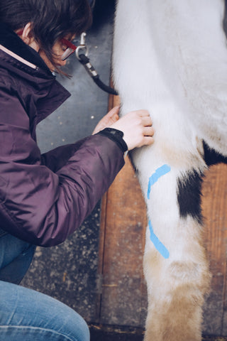 Huile CPL The Natural Way Laura Cleirens Produit 100% naturel solution moyenne CPL Lymphœdème chronique progressif chevaux race sobre cheval de trait sang froid Frison Tinker Cob Shire MLD thérapeute Manuel Drainage Lymphatique chaussette cheval chaussettes acariens jambes papier peint plaies plis peau