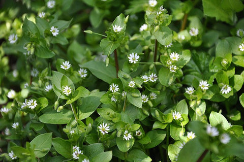 Chickweed Stellaria media, herbs for horses, summer eczema, The Natural Way