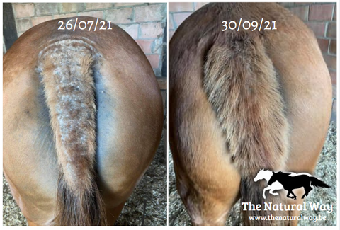 Summer eczema lotion - The Natural Way Laura Cleirens - customer experience results - 100% natural product solution itching chafing mane tail summer eczema in horses