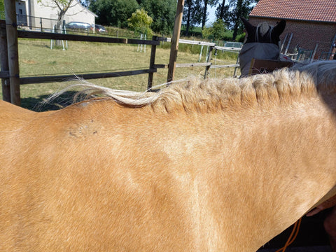 Horse with summer eczema itching, mane and tail chafing, Summer eczema lotion The Natural Way Laura Cleirens, 100% natural product solution for horses with summer eczema itching tail and mane eczema SME