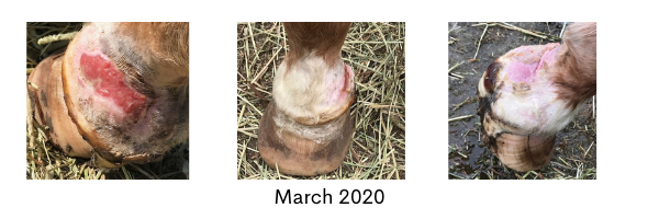 Laminitis Hoof Transformation