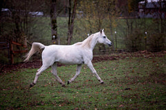 shine Arabian horse 