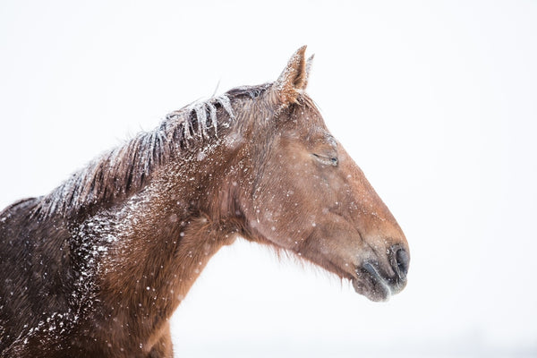 Horse with snow clumped in mane