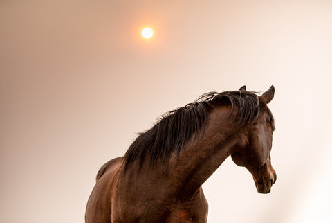 Smokey environment, horse with breathing issues