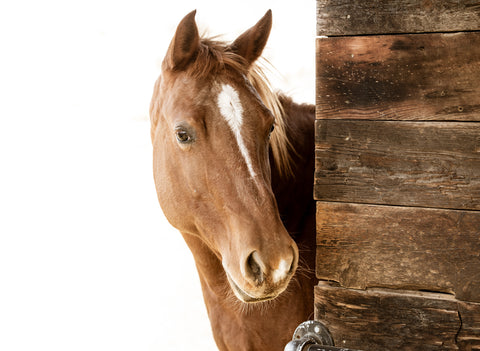 Horse with blaze in stall