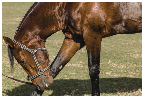 Tying Up In Horses