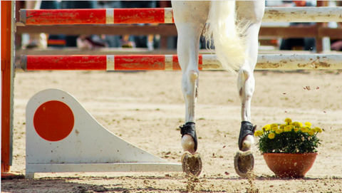 White hunter jumper horse performing 