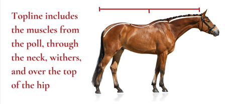 A horses topline makes up the muscles of it's back