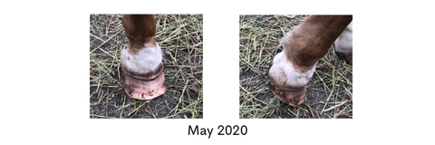 Laminitis Progression on Horse