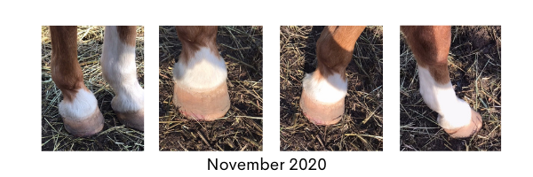 Beating Laminitis with Biotin Hoof Blast From Horse Guard