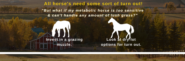 Increased Risk of Laminitis for Your Horses on Fall Grasses