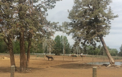 Brasada Ranch Equine Rescue