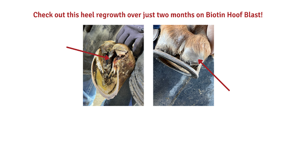 Hoof Growth after Biotin Hoof Blast