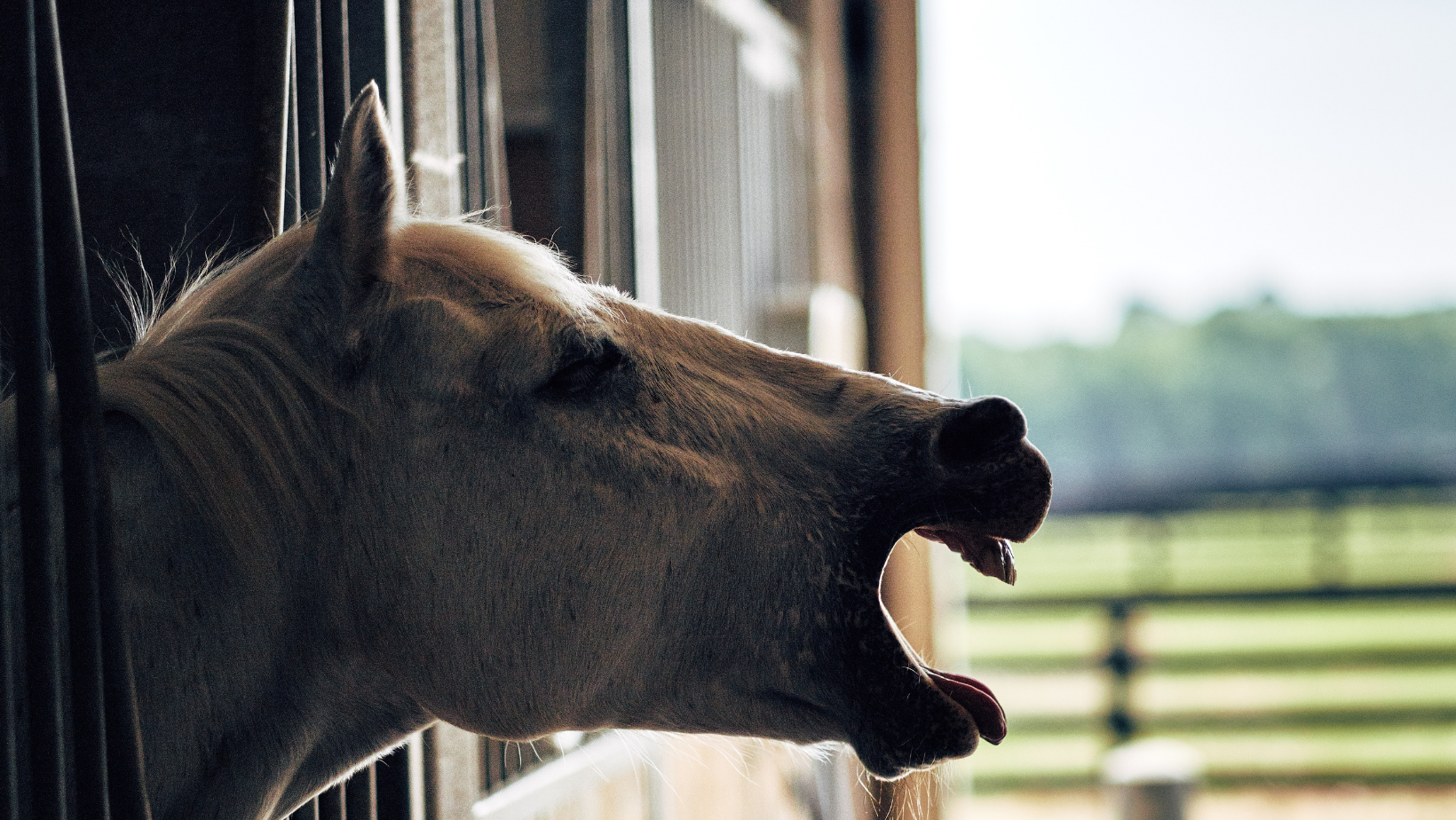 Horse Respiratory System 