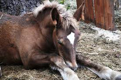 horse laying down manure