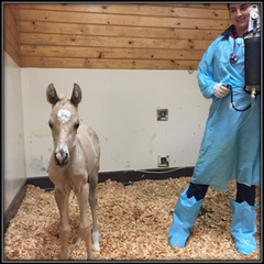 foal buckskin