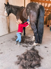 Shedding season girl using shedding blade on a black horse in a barn