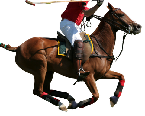 Polo horse joint supplements