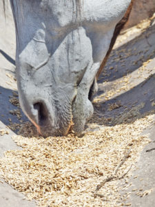 Close up of horse eating