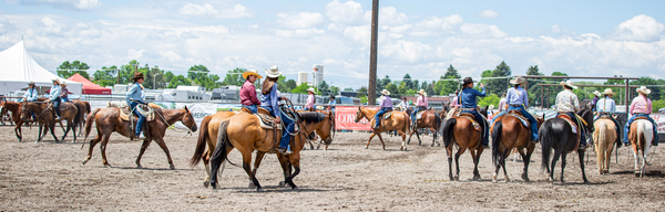 Performance Horse Sale