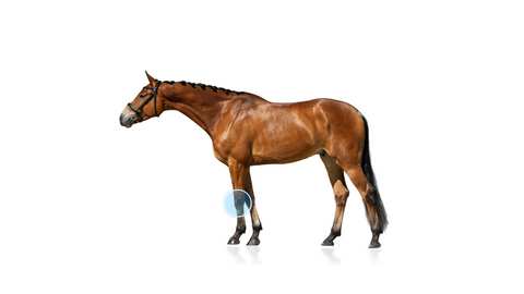 Arthritis in a horse's knee.