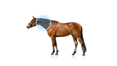 Arthritis in a horse's neck