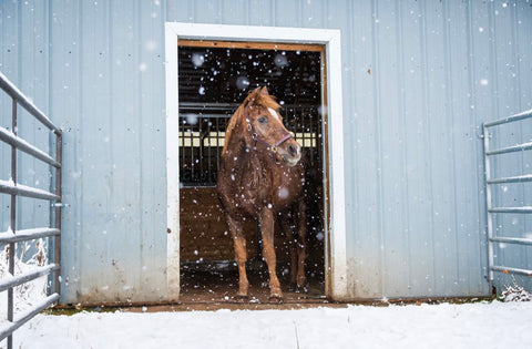 Horse seeking shelter from the winter cold