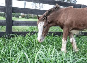 You horse grazing in a pasture near a fence