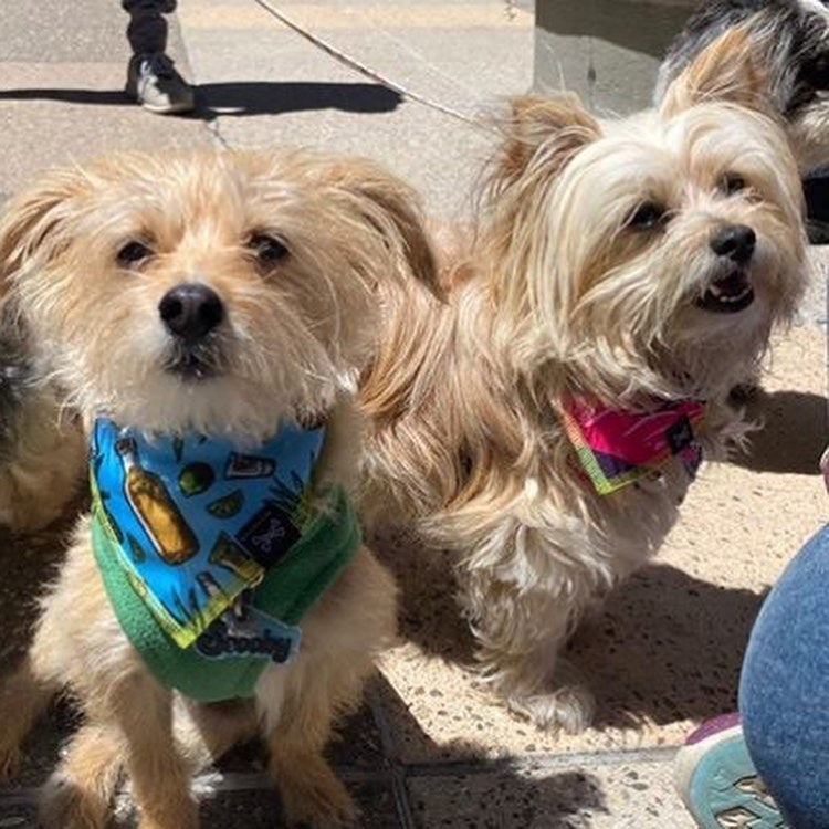 unique dog bandanas