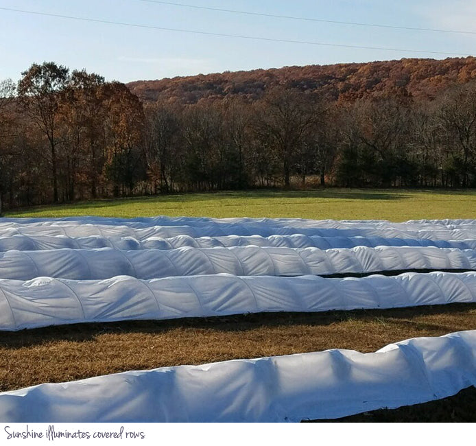 Sunshine illuminates covered rows