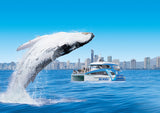 Sea World Cruises - Whales In Paradise - Sea World Whale Watch - 2pm / 3pm