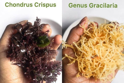 Irish moss vs. sea moss