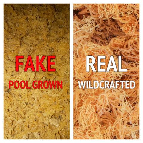 Real vs fake sea moss