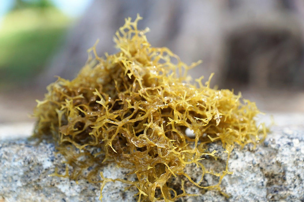 Raw sea moss