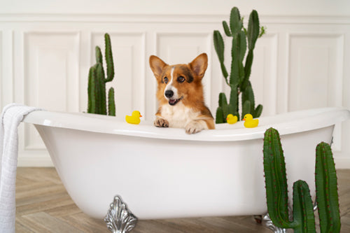 Pet Smells Be Gone! The Ultimate Guide to Pet-Friendly Odor Elimination