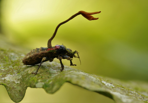 Cordyceps