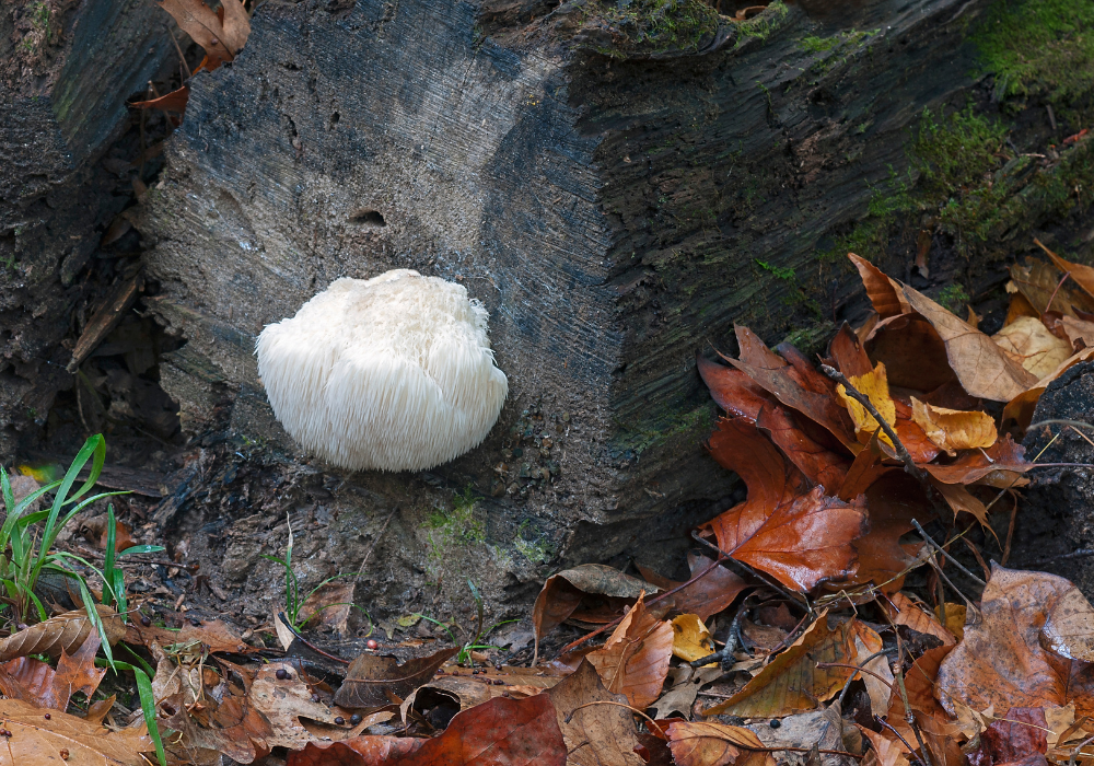 Harvesting Lion's Mane