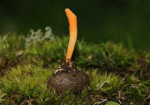 The Diversity of Cordyceps Species