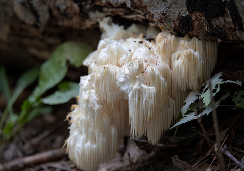 Lion's Mane in the wild