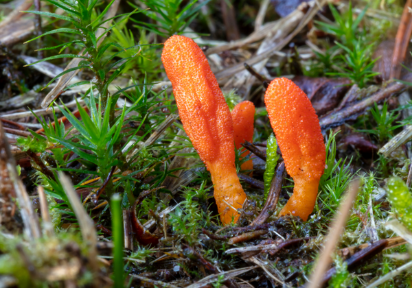 Cordyceps Mushrooms